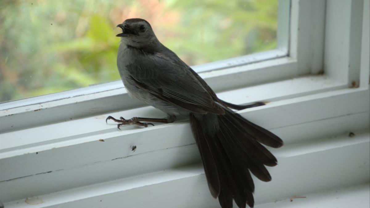Синица на балкон. Птица на подоконнике. Птица залетела в дом. Птица залетела в окно. Птица влетела в окно.